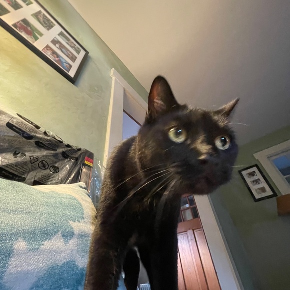 cats! - Picture 6 of 16